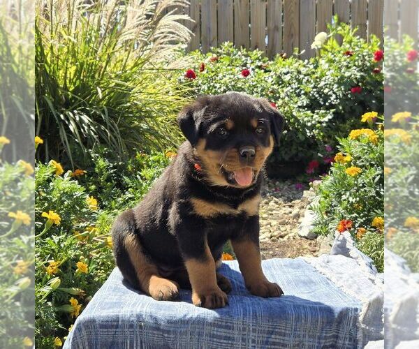 Medium Photo #3 Rottweiler Puppy For Sale in SHIPPENSBURG, PA, USA