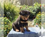 Nova - Female Rottweiler Puppy for Sale - Photo #3