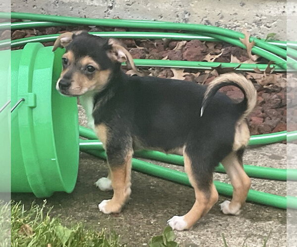 Medium Photo #2 Australian Shepherd-Chihuahua Mix Puppy For Sale in Fort Wayne, IN, USA