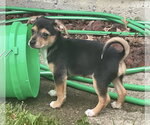 Small #1 Australian Shepherd-Chihuahua Mix