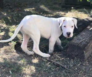 Dogo Argentino Puppy for sale in MCALLEN, TX, USA