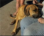 Small #1 Fila Brasileiro