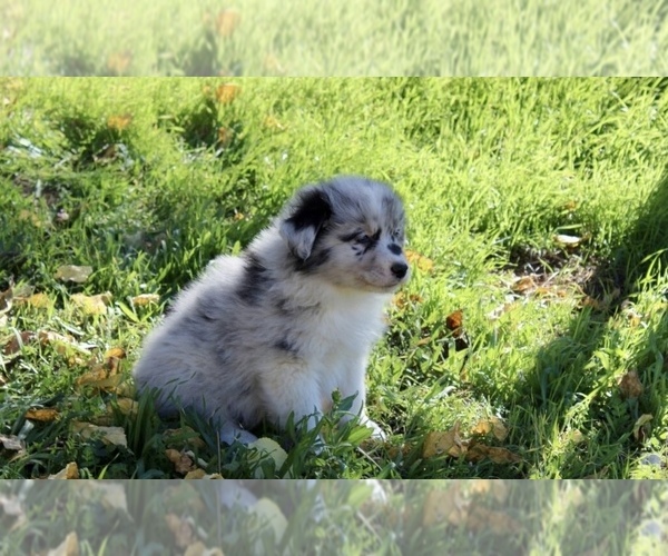 Medium Photo #6 Australian Shepherd Puppy For Sale in ACTON, CA, USA