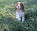 Small Photo #15 Cavalier King Charles Spaniel Puppy For Sale in PORTAGE, MI, USA
