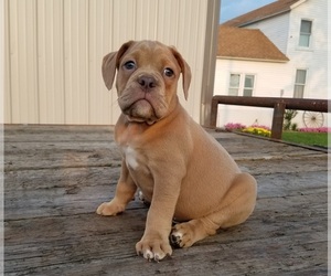 Olde English Bulldogge Puppy for sale in HUMBOLDT, IL, USA