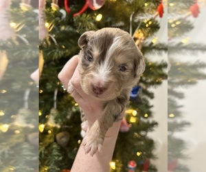 Miniature Australian Shepherd Puppy for sale in ROSEVILLE, CA, USA