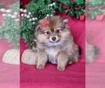 Small Photo #5 Pomeranian Puppy For Sale in PEACH BOTTOM, PA, USA