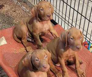 Vizsla Puppy for sale in MATHER, CA, USA