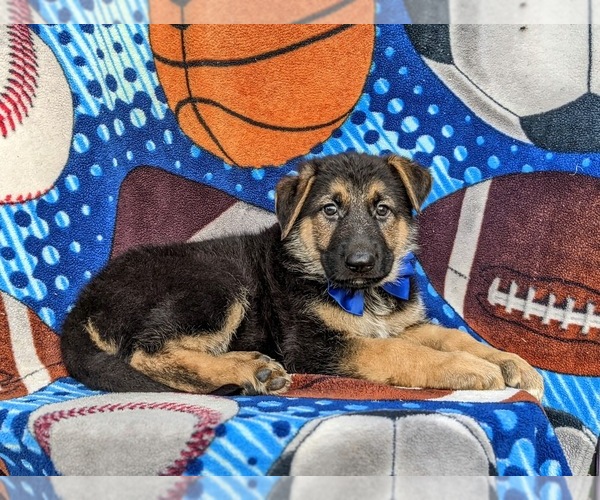 Medium Photo #5 German Shepherd Dog Puppy For Sale in COCHRANVILLE, PA, USA