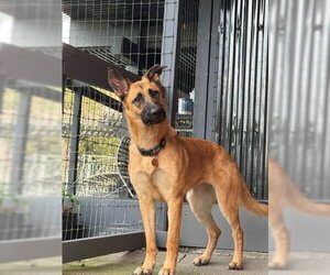 Ripley SJ - Female German Shepherd Dog Dog for Adoption - Photo #2