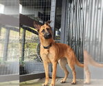 Small #1 German Shepherd Dog
