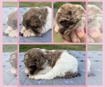 Puppy Cookie Goldendoodle