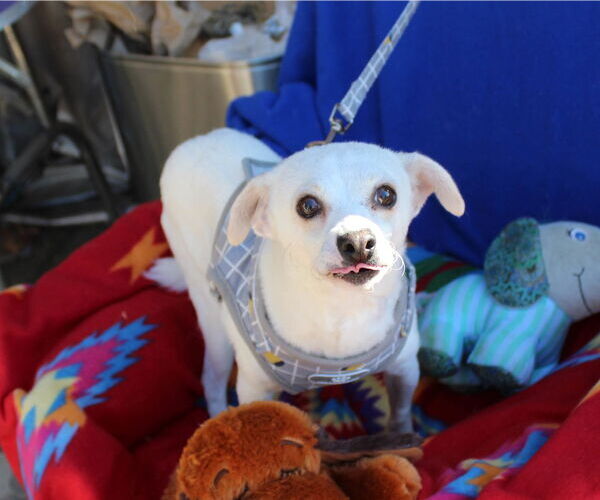 Medium Photo #2 Italian Greyhuahua Puppy For Sale in Imperial Beach, CA, USA