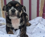 Puppy Hendrix English Bulldog