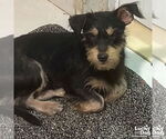 Small #1 Mutt