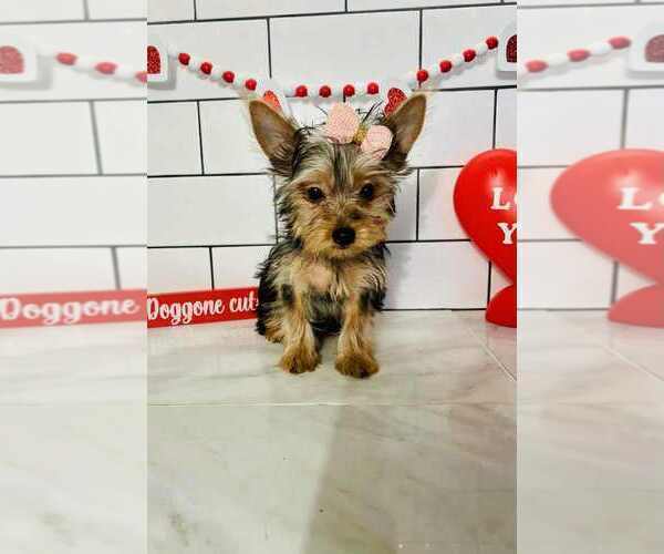 Medium Photo #1 Yorkshire Terrier Puppy For Sale in INDIANAPOLIS, IN, USA