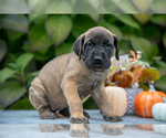 Small Photo #3 Great Dane Puppy For Sale in MINERVA, OH, USA