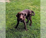 Small #13 Labrador Retriever Mix