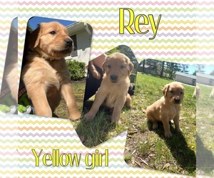 Golden Retriever Puppy for sale in NEWBURGH, IN, USA