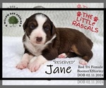 Small Photo #6 Australian Shepherd Puppy For Sale in HIGDON, AL, USA