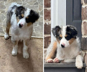 Miniature American Shepherd Puppy for sale in NOLENSVILLE, TN, USA