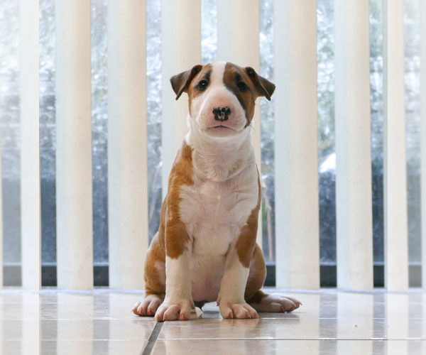 Medium Photo #16 Bull Terrier Puppy For Sale in KENDALL, FL, USA