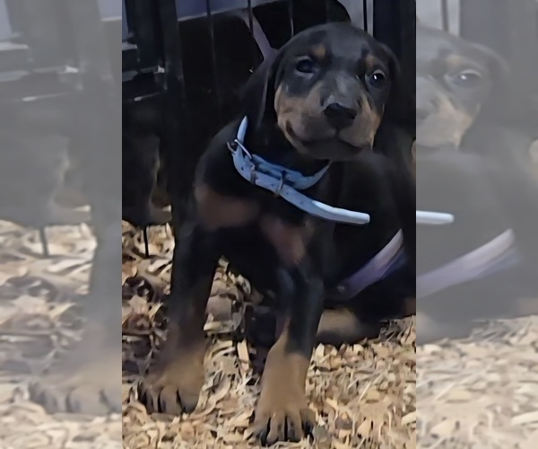 Medium Photo #10 Doberman Pinscher Puppy For Sale in BEGGS, OK, USA
