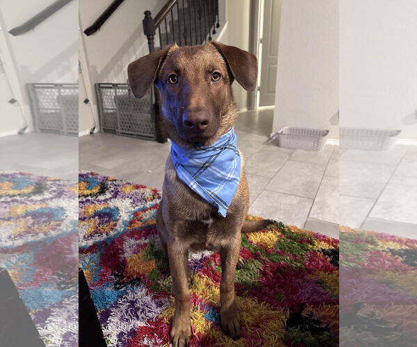 Medium Photo #1 Labrador Retriever-Unknown Mix Puppy For Sale in Stevens Point, WI, USA