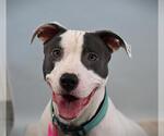 Small American Pit Bull Terrier Mix