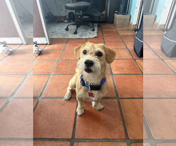 Medium Photo #5 Dachshund-Unknown Mix Puppy For Sale in San Diego, CA, USA