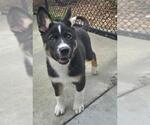Small #1 Gerberian Shepsky