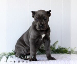 Cane Corso Puppy for sale in HONEY BROOK, PA, USA