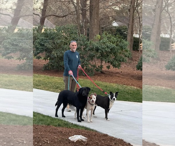 Medium Photo #5 American Staffordshire Terrier Puppy For Sale in Holly Springs, NC, USA