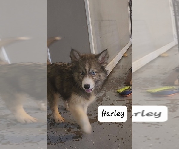 Medium Photo #5 Siberian Husky Puppy For Sale in GOOSE CREEK, SC, USA