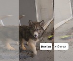 Small Photo #5 Siberian Husky Puppy For Sale in GOOSE CREEK, SC, USA