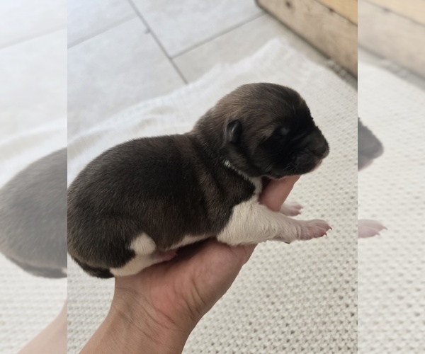 Medium Photo #2 Akita Puppy For Sale in STRAFFORD, MO, USA