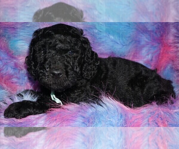 Medium Photo #5 Labradoodle Puppy For Sale in LA HABRA, CA, USA