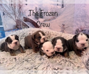 English Bulldog Puppy for sale in STERLING HEIGHTS, MI, USA