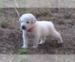 Puppy Daisy Anatolian Shepherd-Labrador Retriever Mix