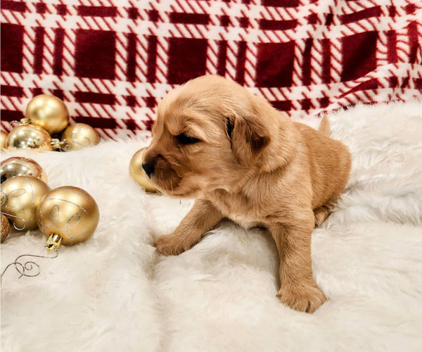 Medium Photo #3 Golden Retriever Puppy For Sale in ELMER, NJ, USA