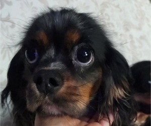 Cavalier King Charles Spaniel Puppy for Sale in BOONVILLE, New York USA