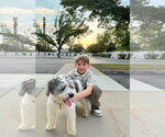 Small #3 Mutt