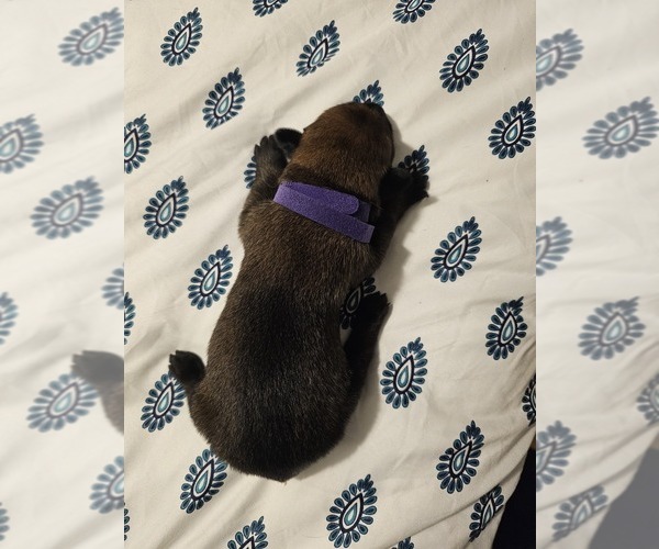 Medium Photo #6 Belgian Malinois Puppy For Sale in SHICKSHINNY, PA, USA