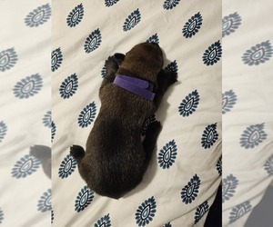 Medium Belgian Malinois