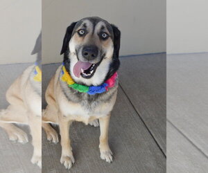 Mutt Dogs for adoption in McKinney, TX, USA