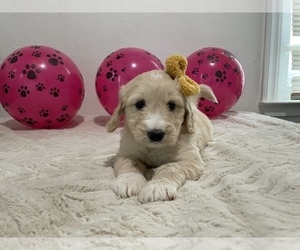 Goldendoodle Puppy for sale in NORTH HIGHLANDS, CA, USA