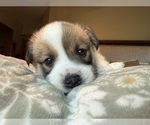 Small #18 Pembroke Welsh Corgi