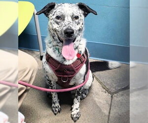 Pointer Dogs for adoption in Houston, TX, USA
