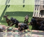 Small Photo #28 Doberman Pinscher Puppy For Sale in LUTZ, FL, USA