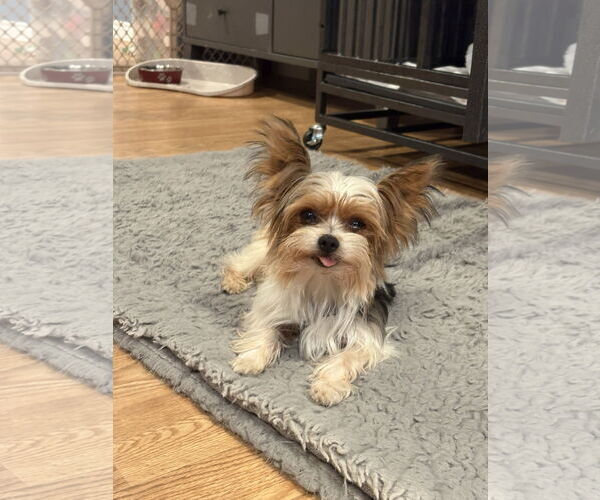 Medium Photo #3 Mutt Puppy For Sale in Bellevue, WA, USA